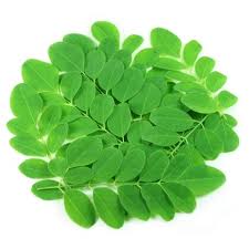 Drumstick Leaves - మునగ ఆకులు