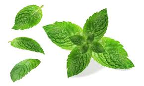 Mint Leaves - పుదీనా